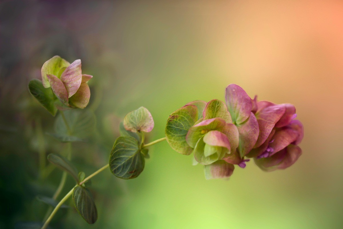 oregano-7315353_1280