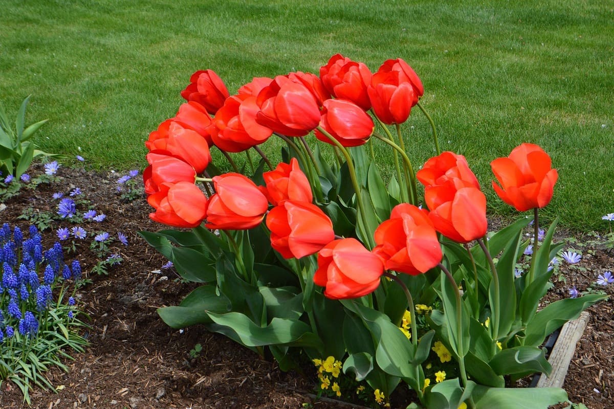 kiedy-sadzic-tulipany